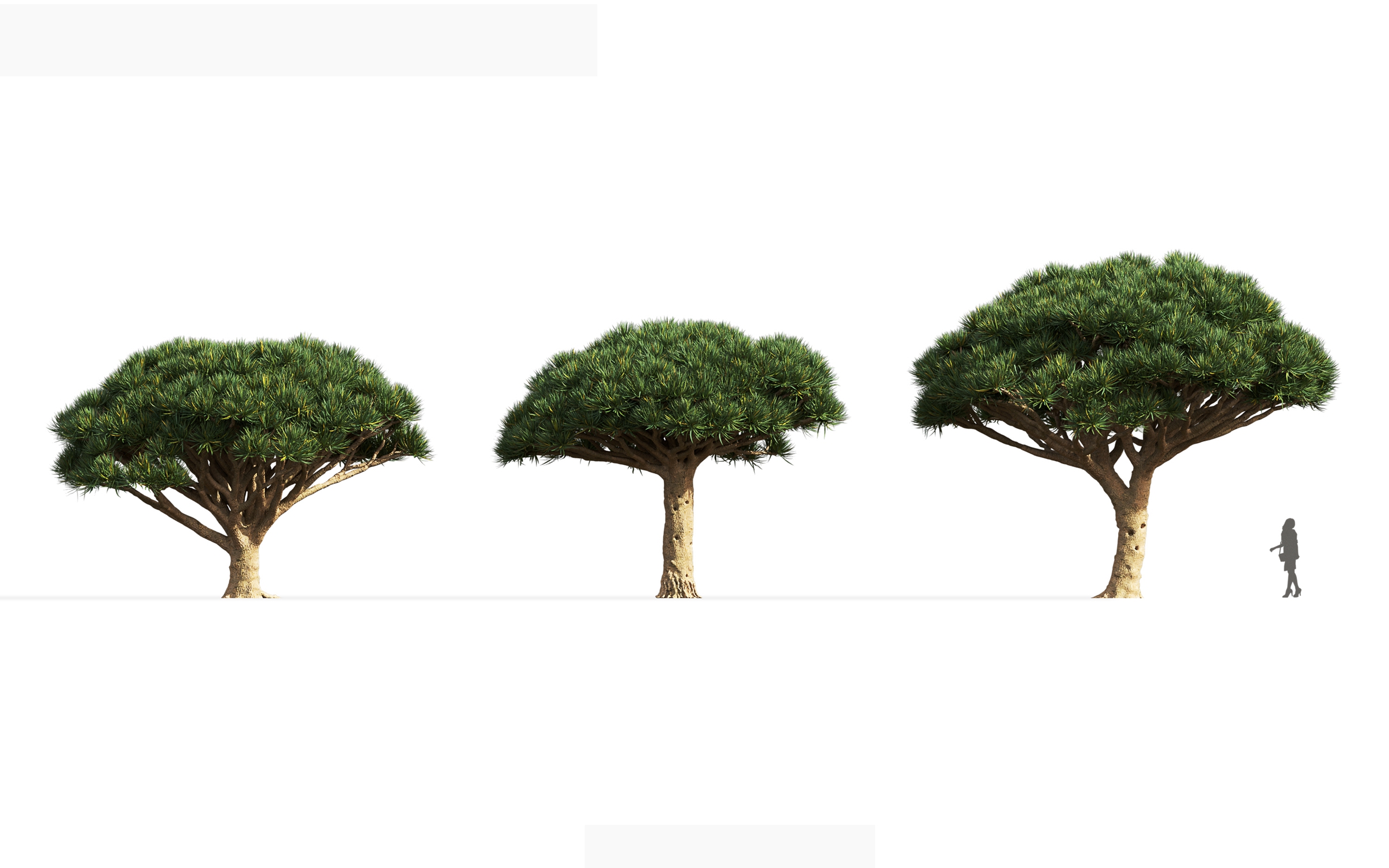 MT_PM_V71_Dracaena_draco_01_04---06