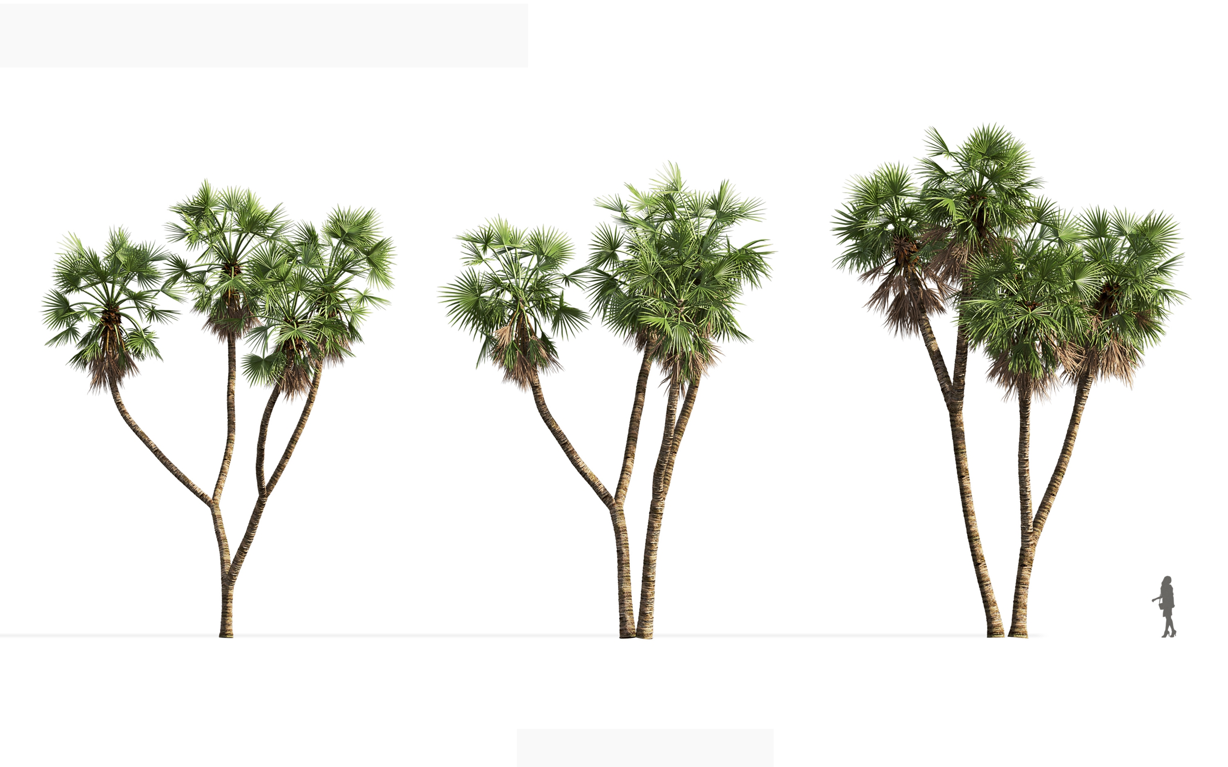 MT_PM_V71_Hyphaene_thebaica_01_01---03