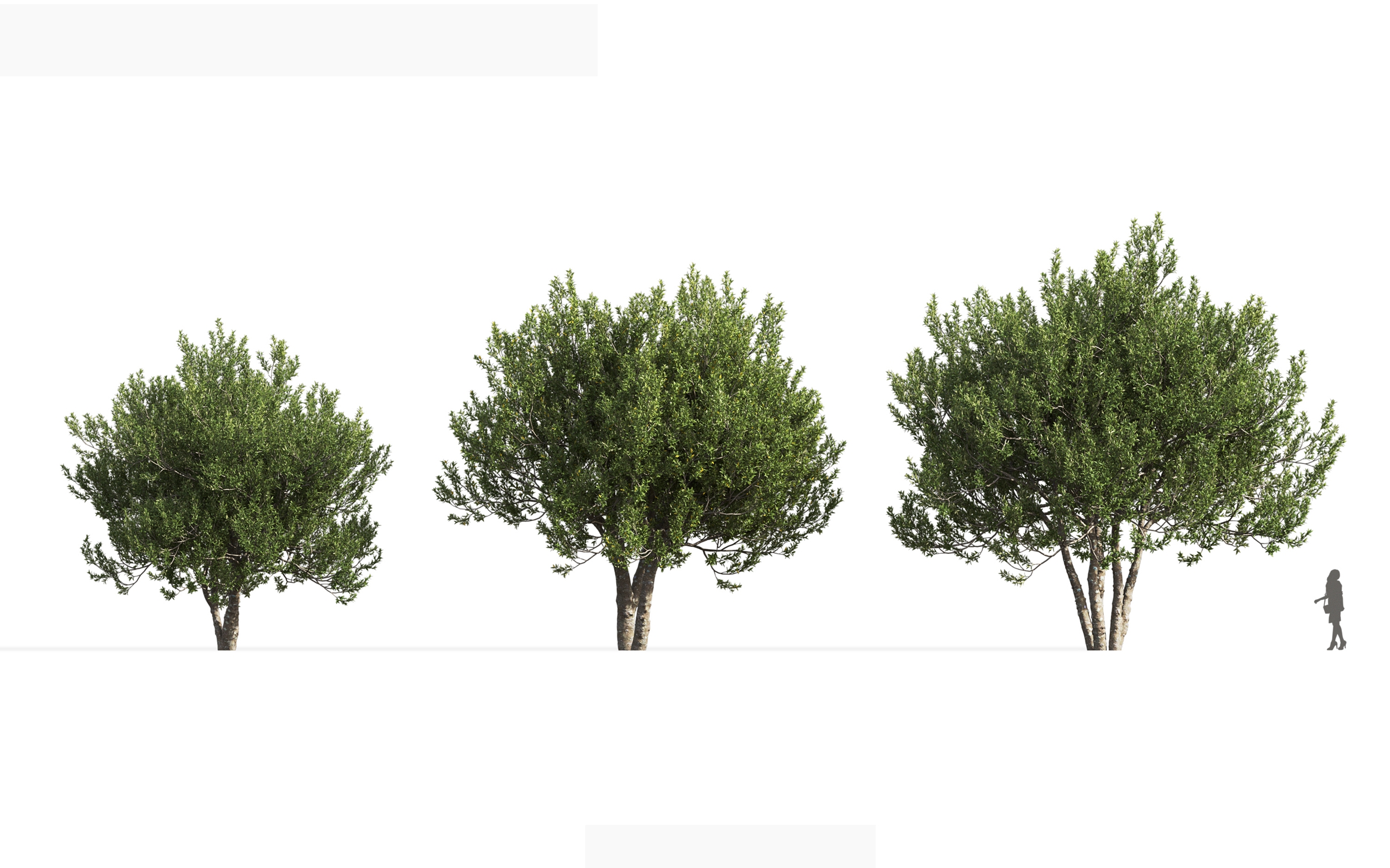 MT_PM_V71_Kiggelaria_africana_01_04---06