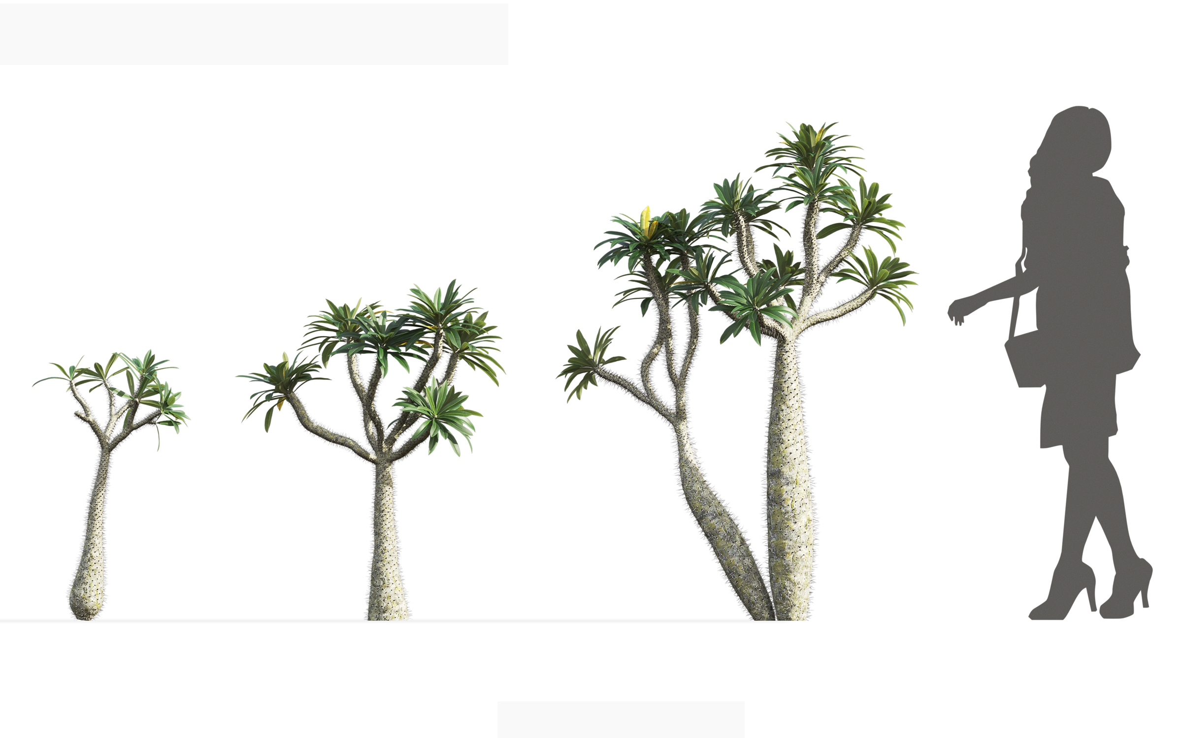 MT_PM_V71_Pachypodium_geayi_01_01---03