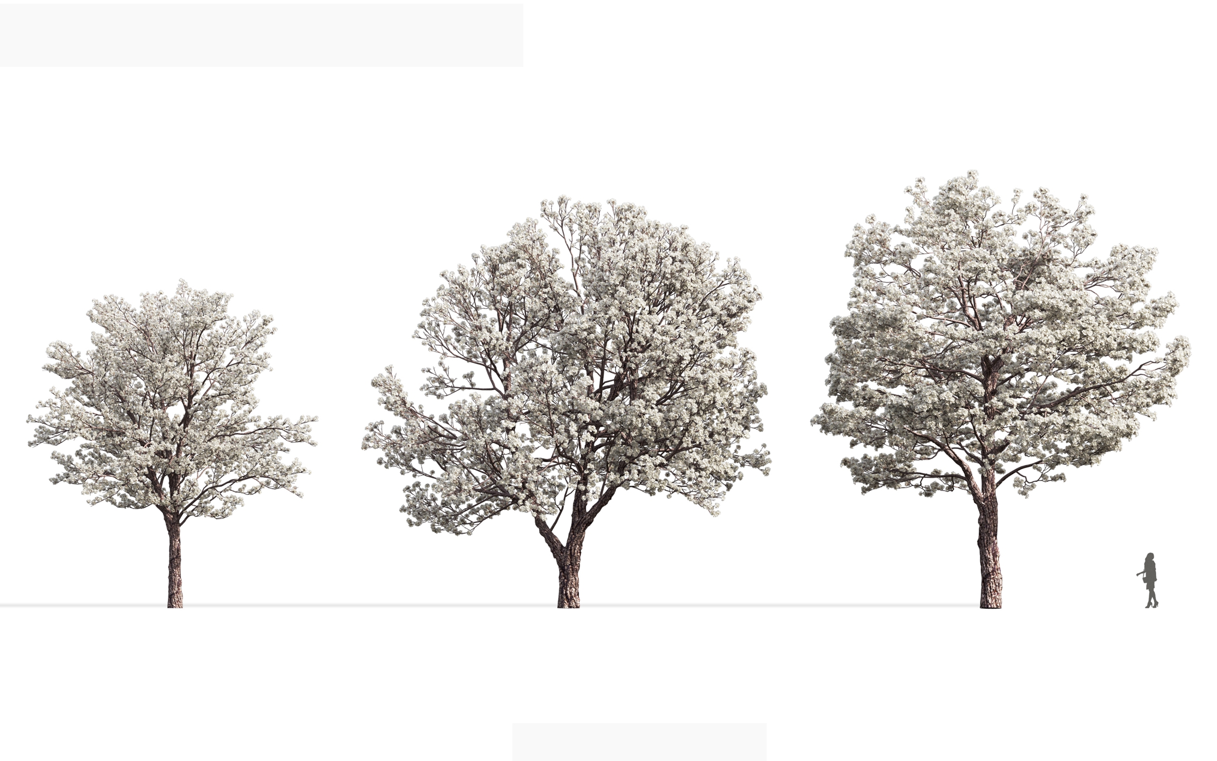 MT_PM_V71_Tabebuia_roseoalba_01_04---06