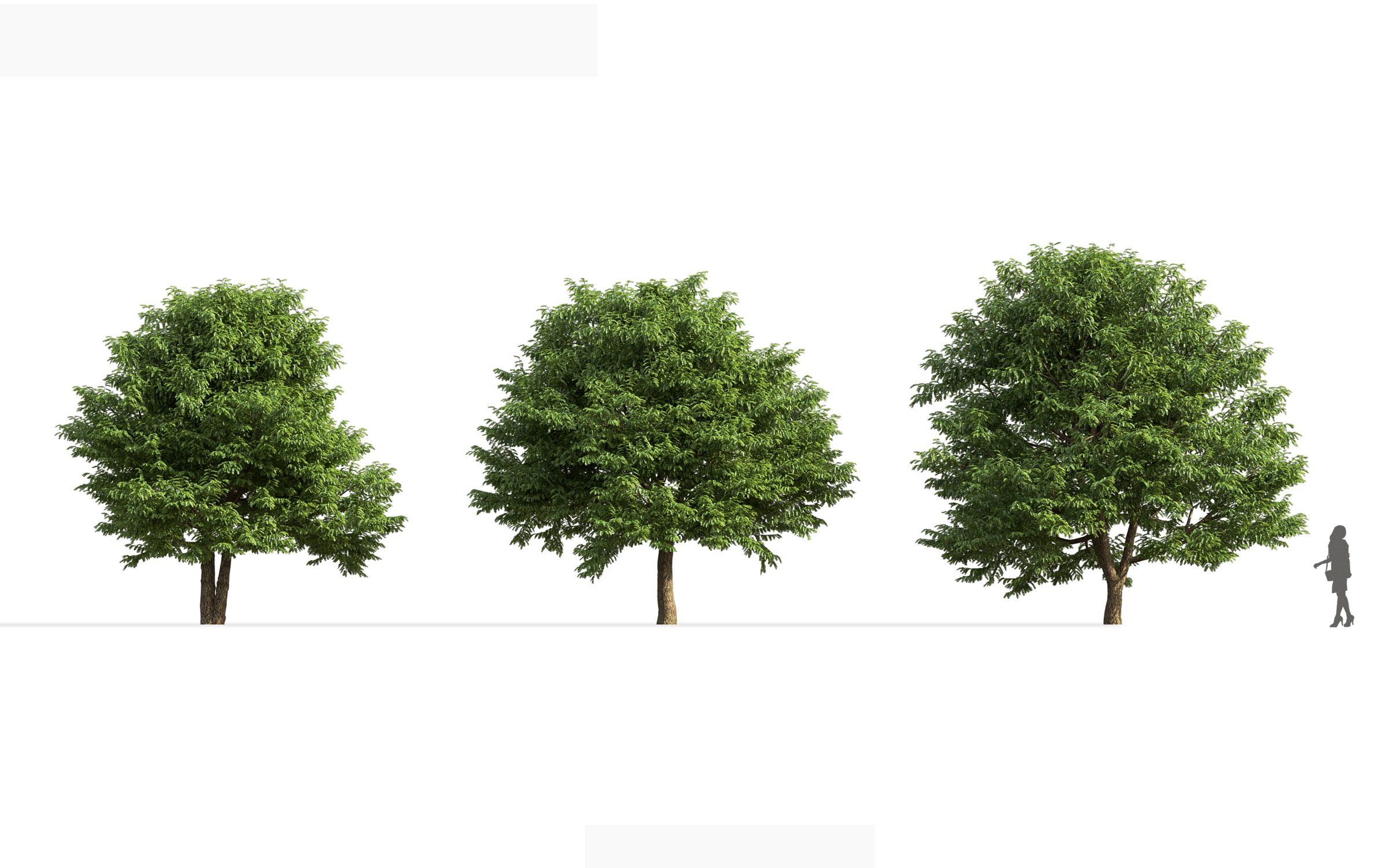 MT_PM_V71_Tamarindus_indica_01_01---03