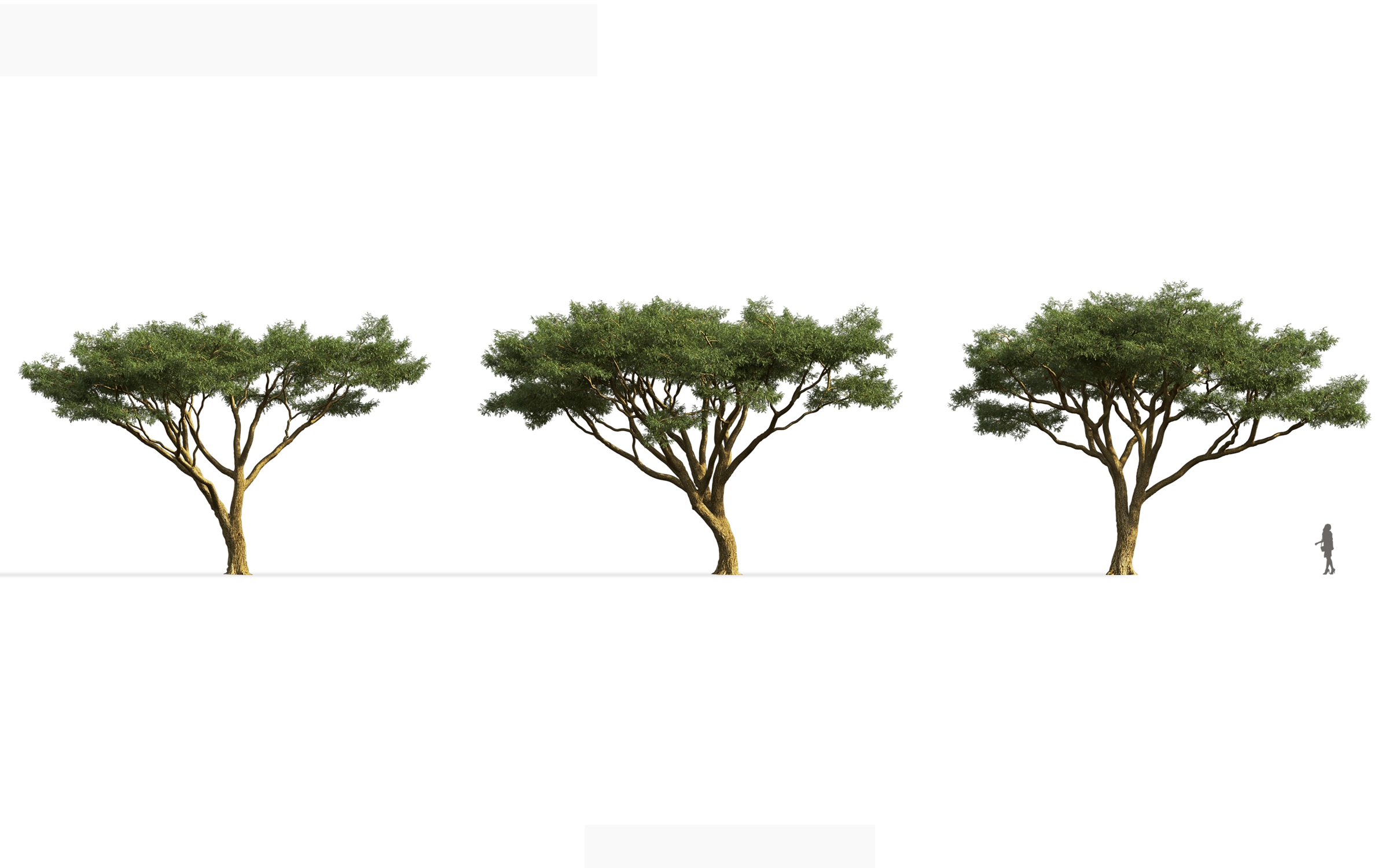 MT_PM_V71_Vachellia_tortilis_01_01---03