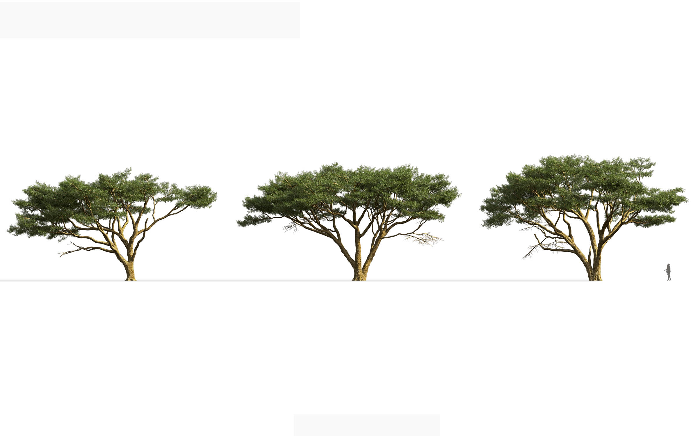 MT_PM_V71_Vachellia_tortilis_01_04---06